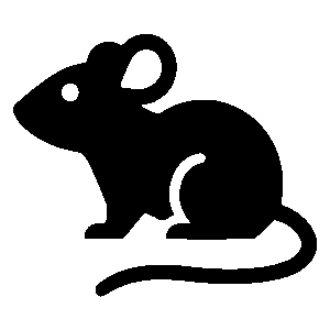 rat