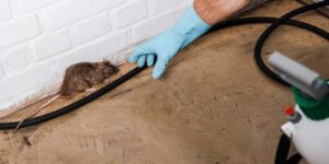 rat_evacuate