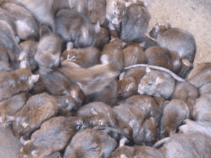 ratcouple1