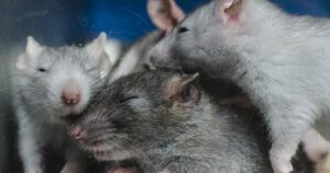 ratcouple2