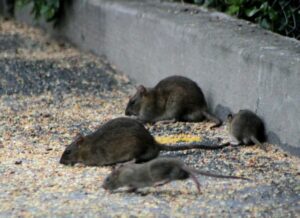 ratdeject