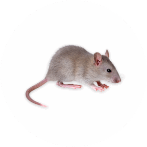 Rodent Control: Eradication of rats and mice and prevention of their return.