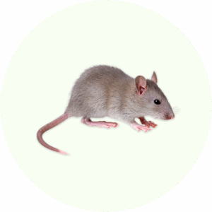Effective pest control solutions in Belgium for rats