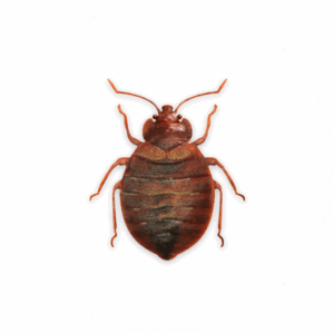 Treatment of fleas and bedbugs and prevention of their spread.