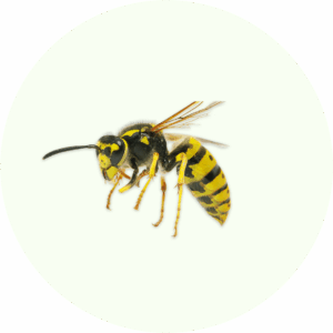 Effective pest control solutions in Belgium for wasp nests