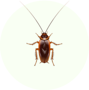 Effective pest control solutions in Belgium for cockroaches