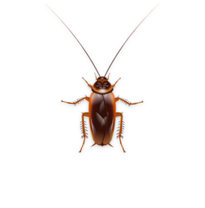 Treatment of cockroaches and prevention of their proliferation.
