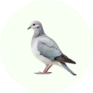 Dépigeonnage