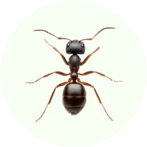Traitement anti-fourmis Belgique