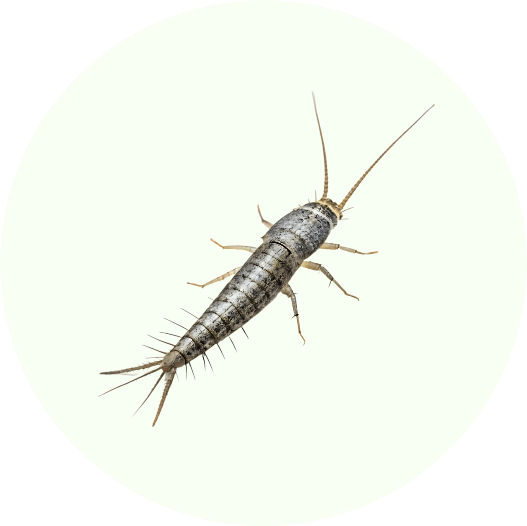 Moustiques