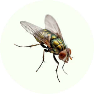 Anti Mouche