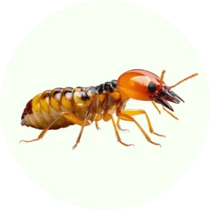Anti Termite