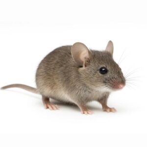 dératisation souris
