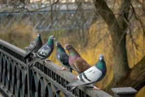 Anti Pigeon Belgique