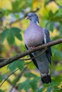 Traitement anti pigeon